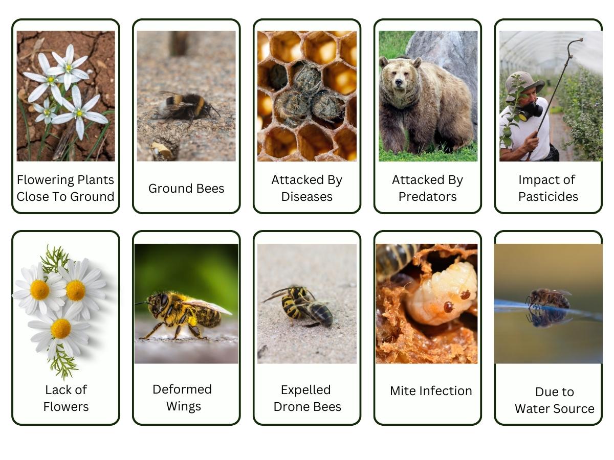 Do bees know what they don’t know? | Ars Technica