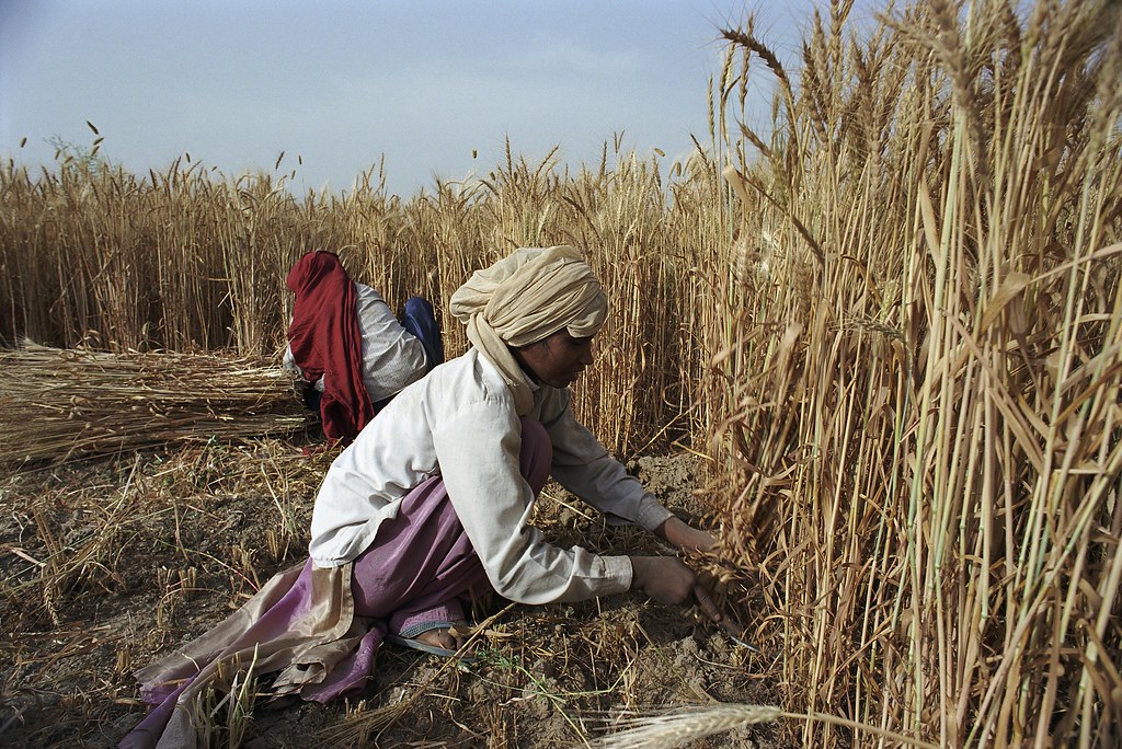 Wheat harvest in central India | Wheat harvest in central In… | Flickr