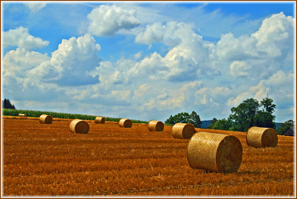 harvest time | harvest time | matze_ott | Flickr