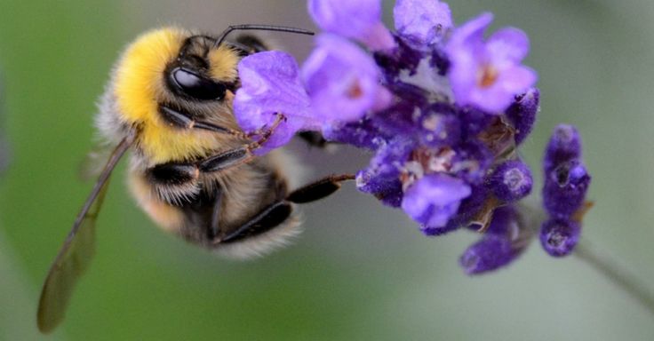 WATCH: How to Feed Bees in Winter Keeping Backyard Bees WATCH: How to Feed Bees in Winter Keeping Backyard Bees