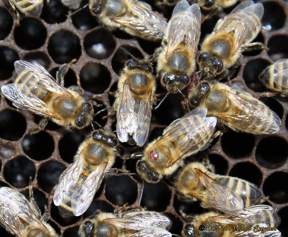 Varroa mites? Really? Why should I worry, they are so small!