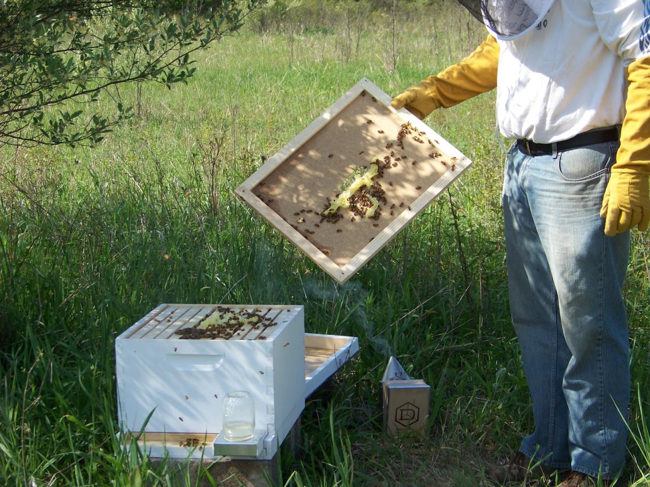 Cover - Storey's Guide To Keeping Honey Bees, 2nd Edition:, HD Png ...