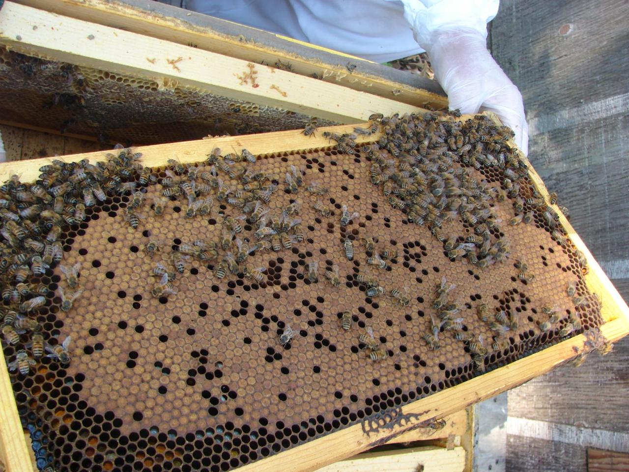 What is a Good Brood Pattern in a Hive?- Carolina Honeybees