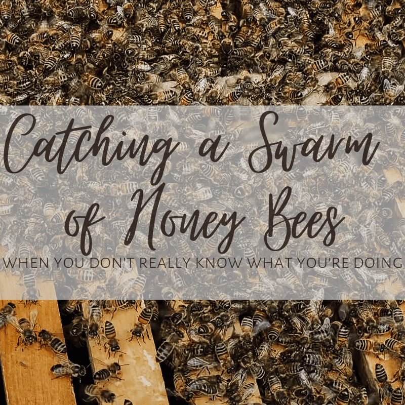 How to Capture a Bee Swarm (Get FREE Bees!) — Anne of All Trades