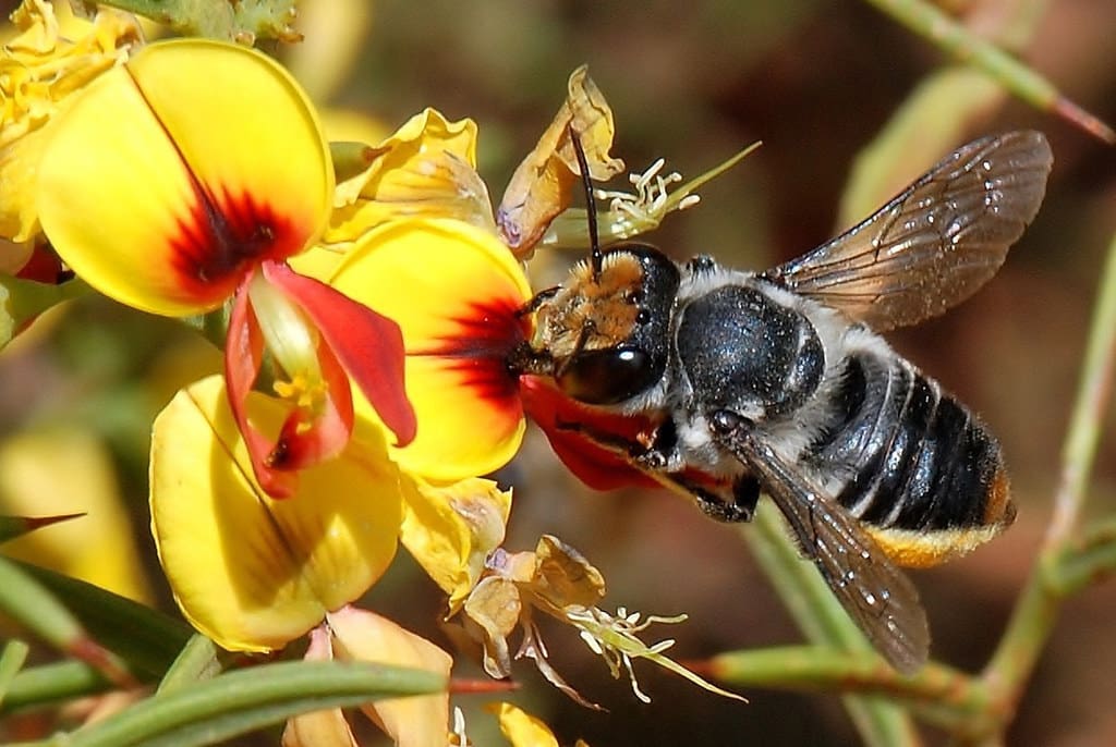 Disappearing bees - RTRFM