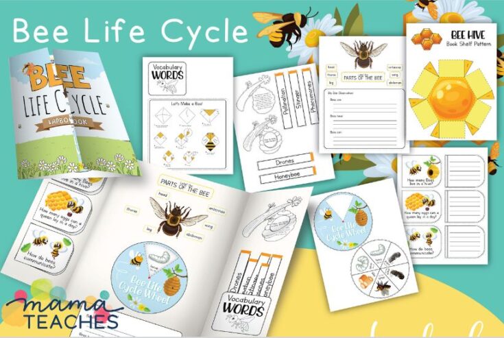 The Importance of Bees: The 5-Step Journey to Environmental Awareness ...
