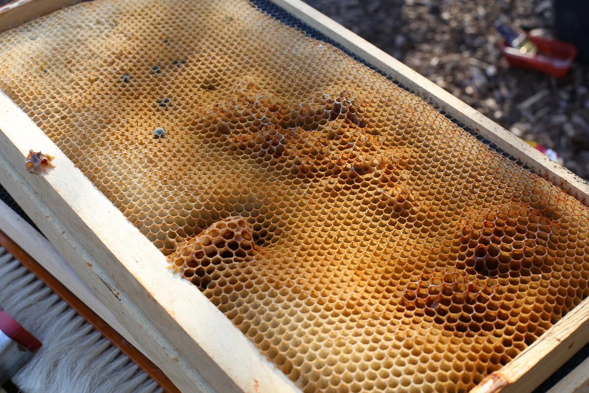 How to Catch a Wild Bee Swarm: 12 Important Things to Know - Mama on ...