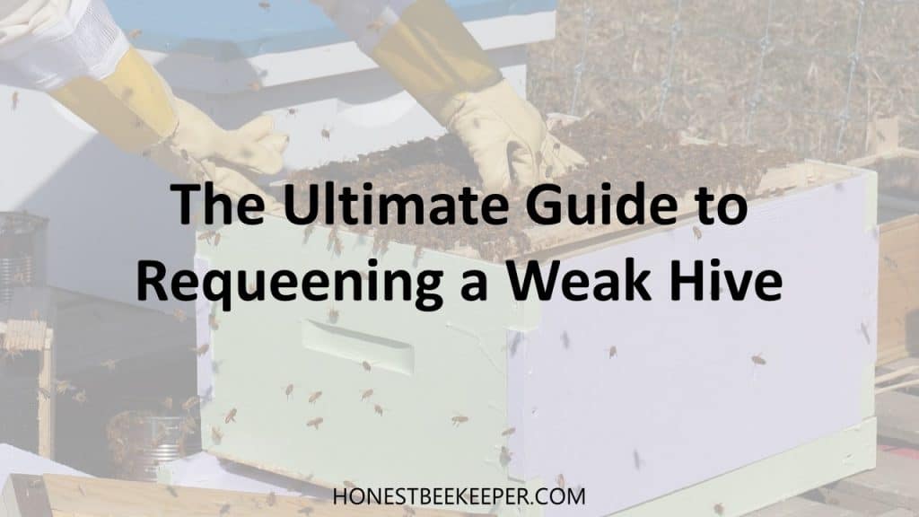 The Ultimate Guide to Requeening a Weak Hive - Honest Beekeeper