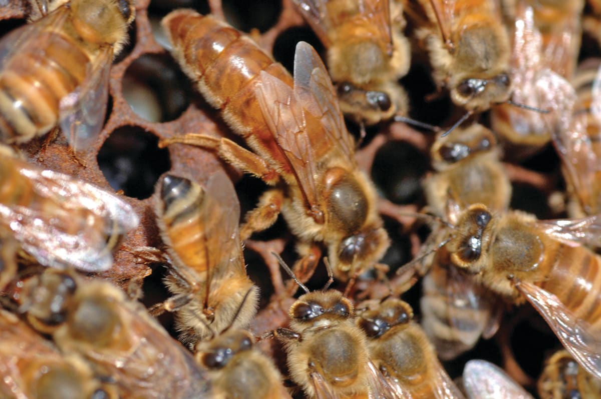 Beekeeping - Turning Your Hobby into a Business