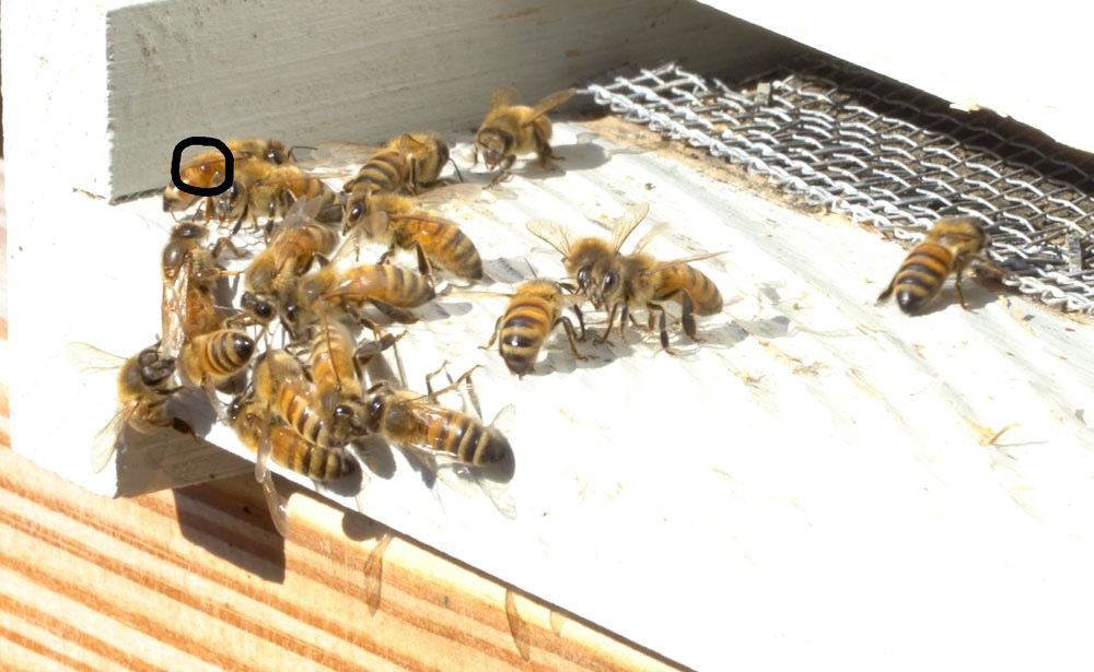 Winter feeding of honey bees: Yes or No? - MyBeeLine Winter feeding of honey bees: Yes or No? - MyBeeLine