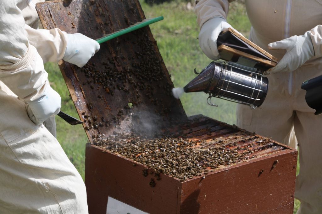 How to Make Natural Bee Smoker Fuel: DIY Beekeeping