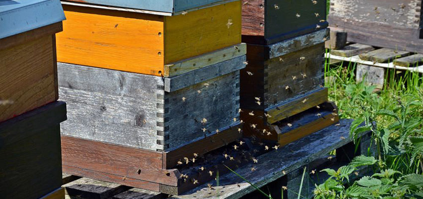 How to Move a Beehive | BeehiveHero