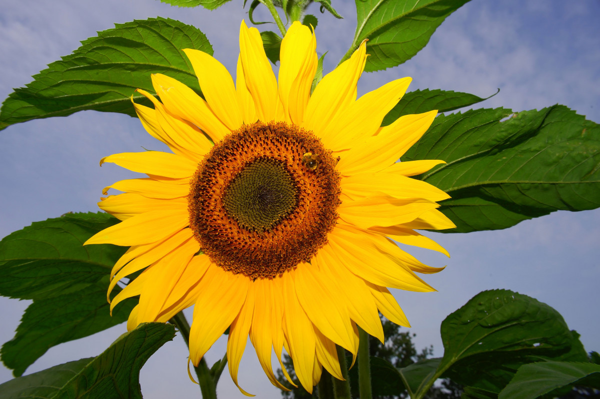Free Images : nature, petal, summer, yellow, background, sun flower ...