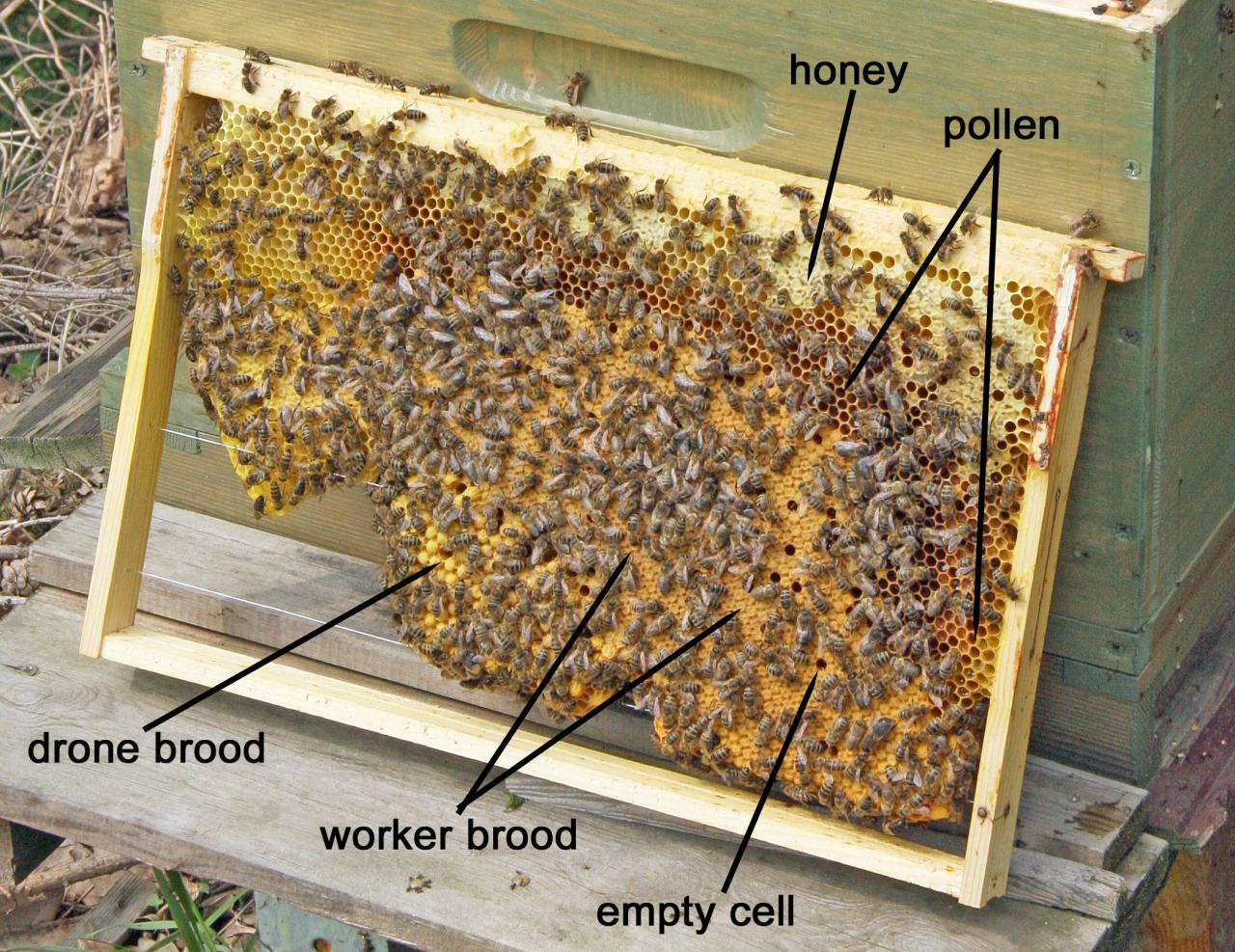 What is a brood pattern? - Honey Bee Suite