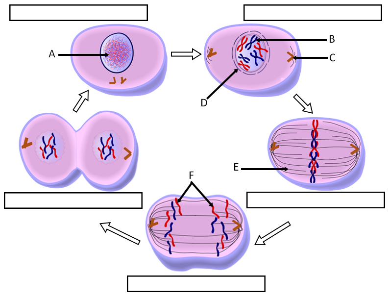 Cell Cycle Labeling