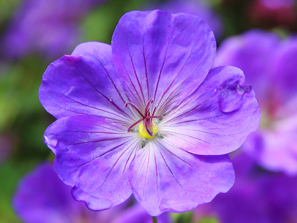 Free Images : blossom, purple, petal, bloom, atmosphere, blue, flora ...