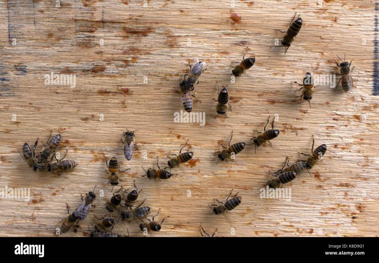 10 Possible Reasons Why Do Bees Walk On The Ground | Beekeepingstudy