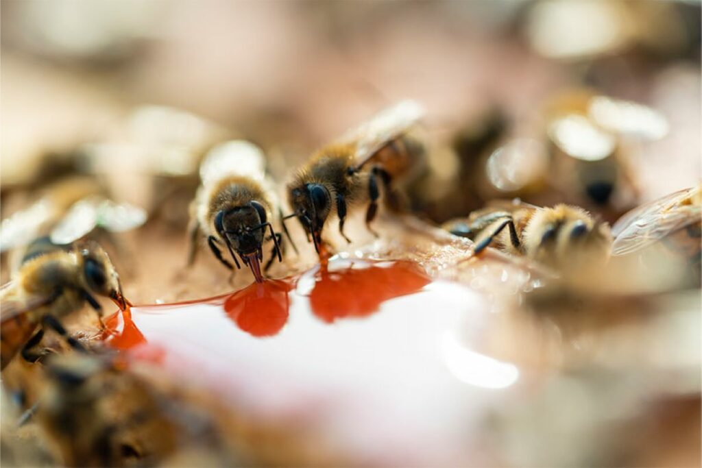 How to Save Honey Bees - aSweatLife