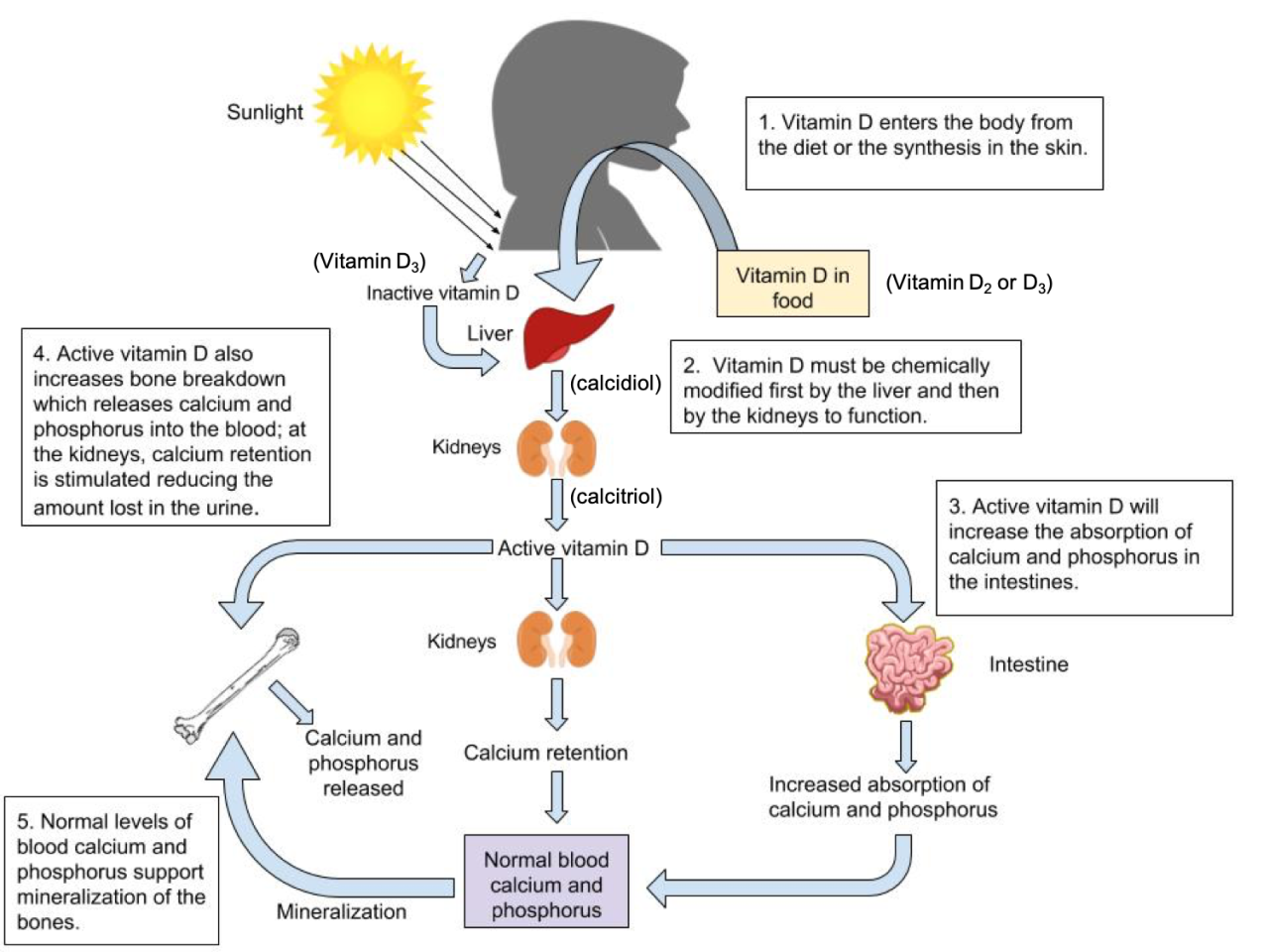 CRACKCast E193 – Mechanical Ventilation and Noninvasive Ventilatory ...