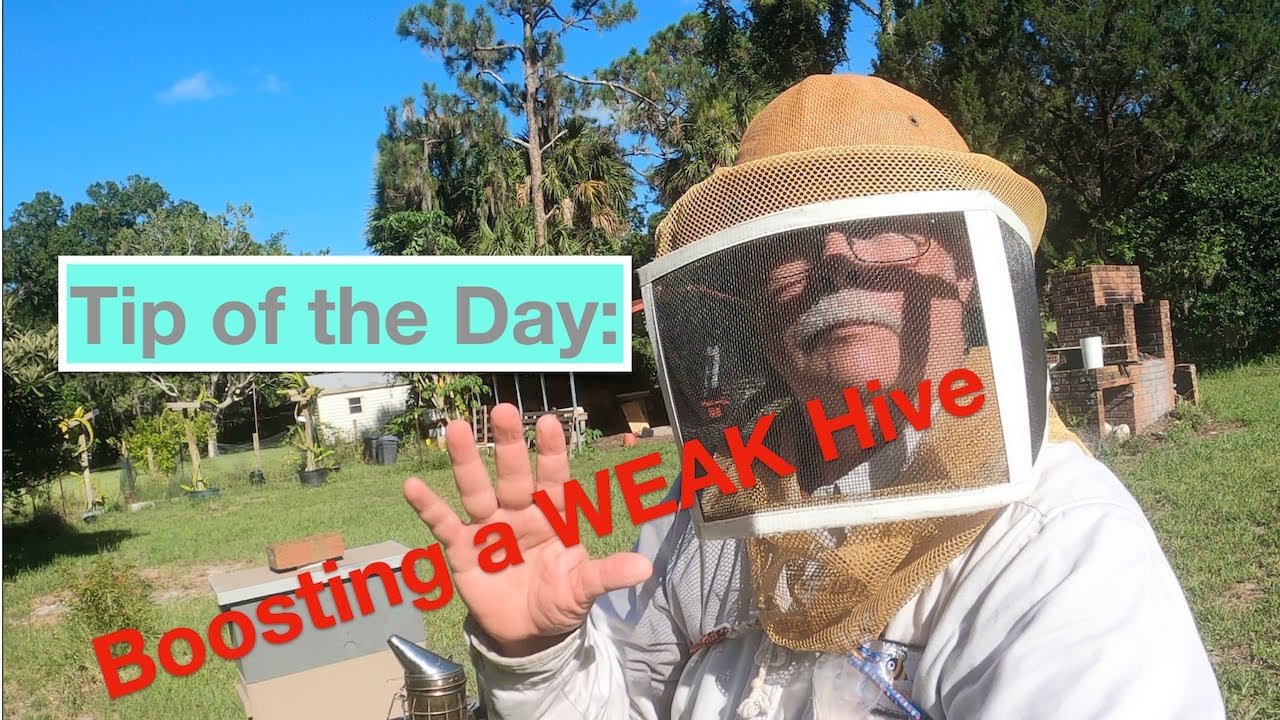 Boosting a Weak Hive - YouTube
