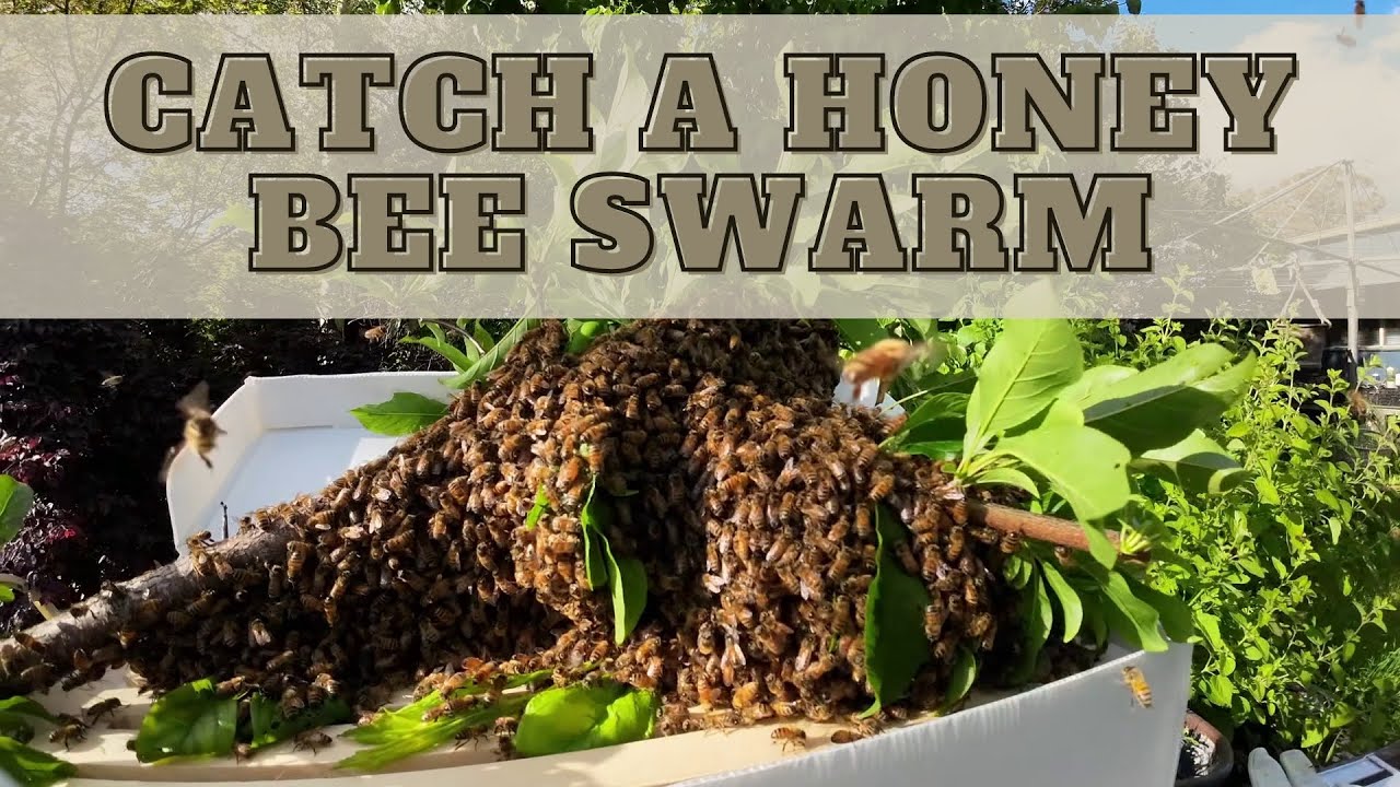 Bee Swarm Capture and Honey Raid - YouTube