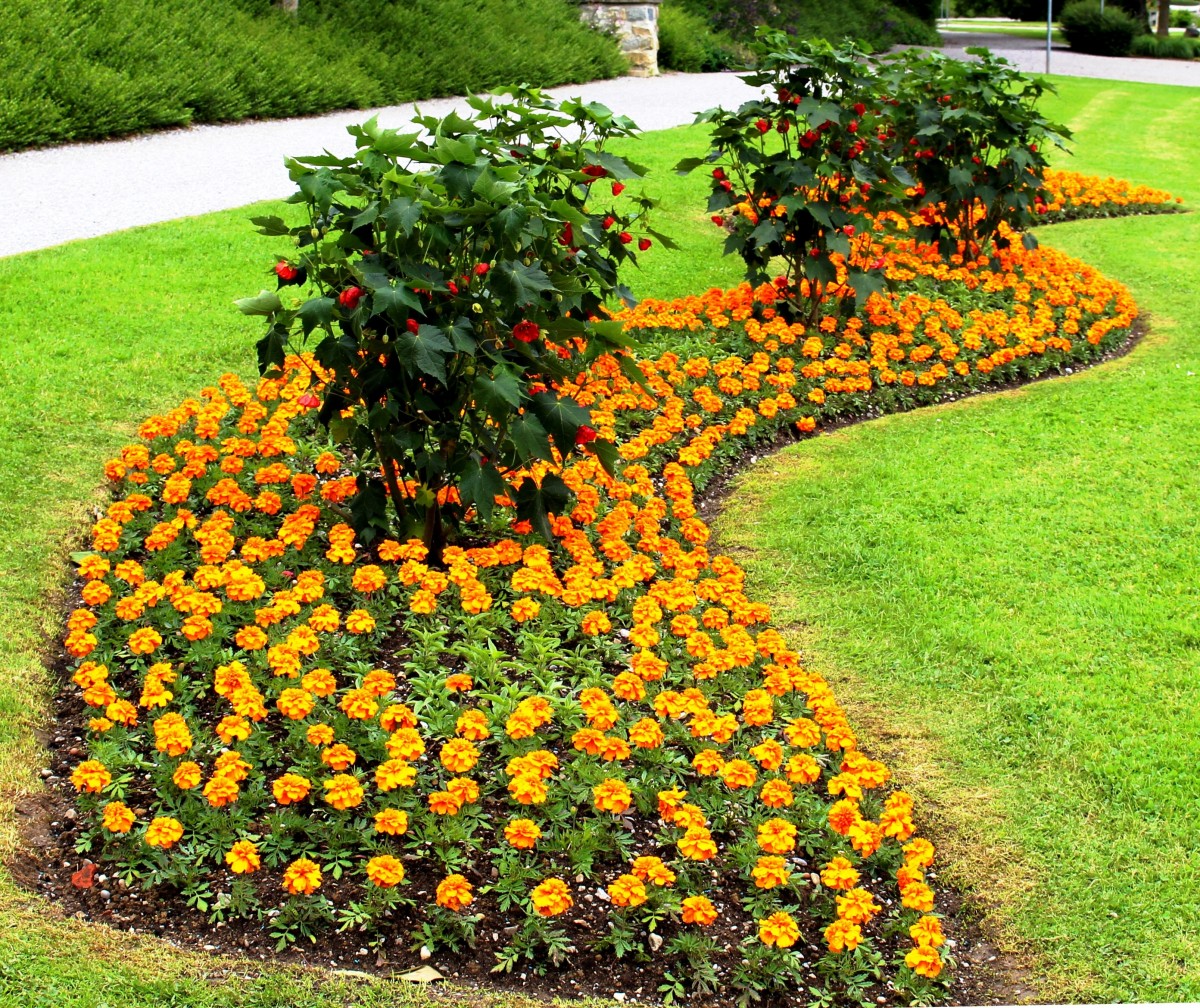 Free Images : lawn, meadow, park, botany, flowers, flower bed ...