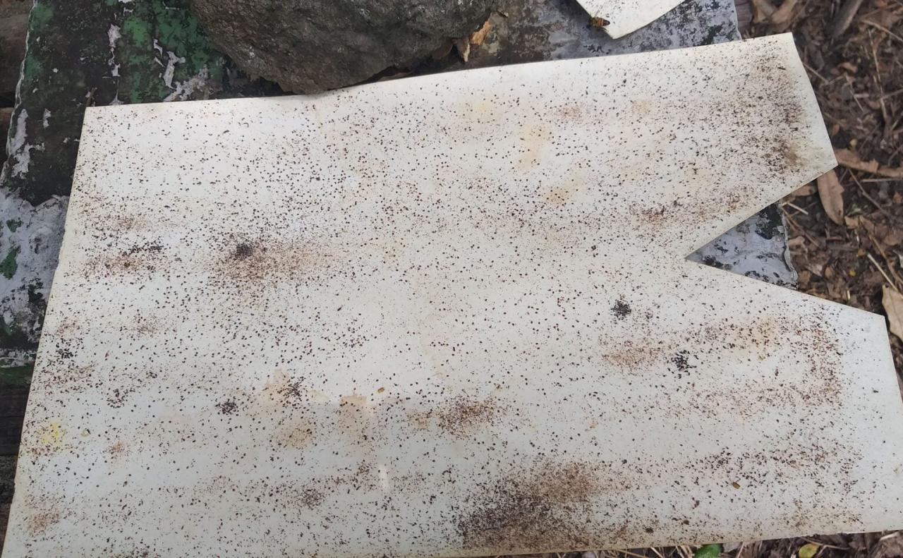 Varroa – Part 1: identifying varroa mites – Beekeeping in Fiji