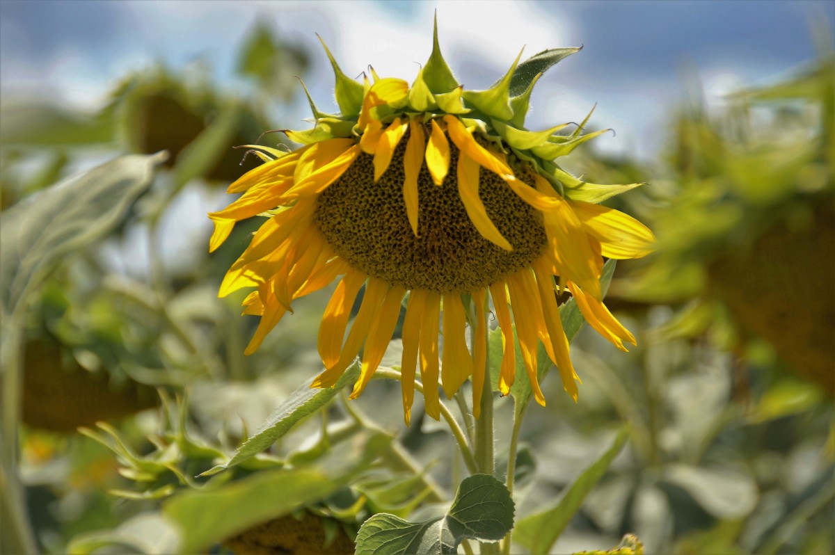 Free Images : nature, light, field, sunlight, leaf, petal, summer ...