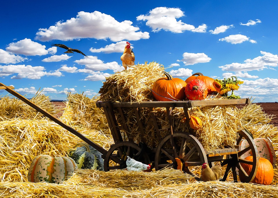 Free photo: Thanksgiving, Autumn, Pumpkin - Free Image on Pixabay - 1674774