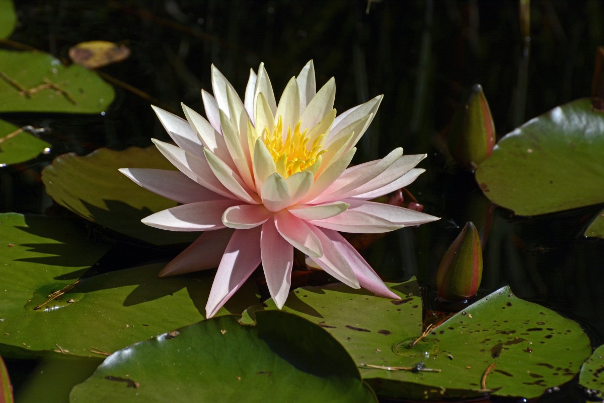 Free Images : leaf, petal, green, botany, pink, sacred lotus, aquatic ...
