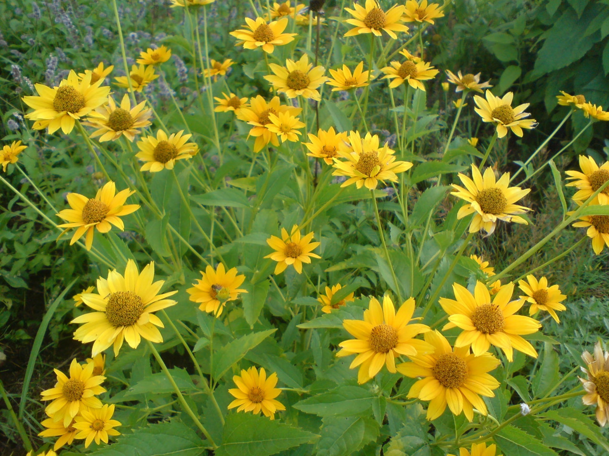 Free Images : meadow, flower, herb, yellow, flora, wildflower ...
